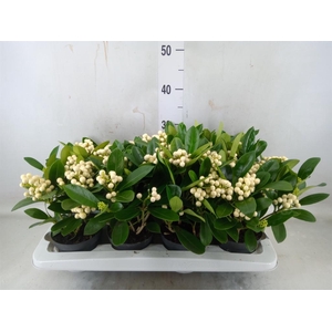 Skimmia jap. 'OBerries White'