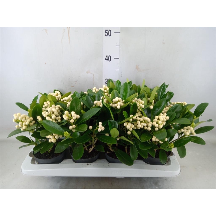 <h4>Skimmia jap. 'OBerries White'</h4>