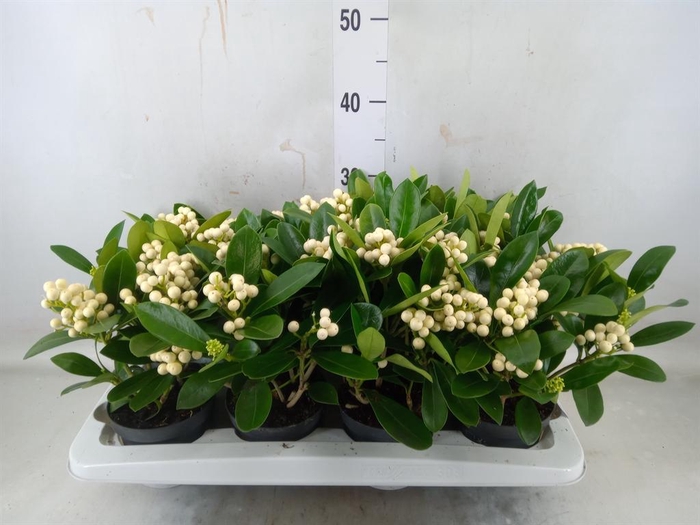 Skimmia jap. 'OBerries White'