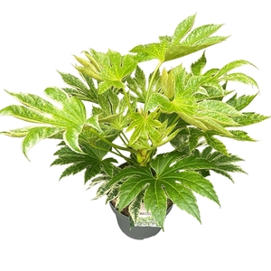 Fatsia jap. 'Spiderweb' sense
