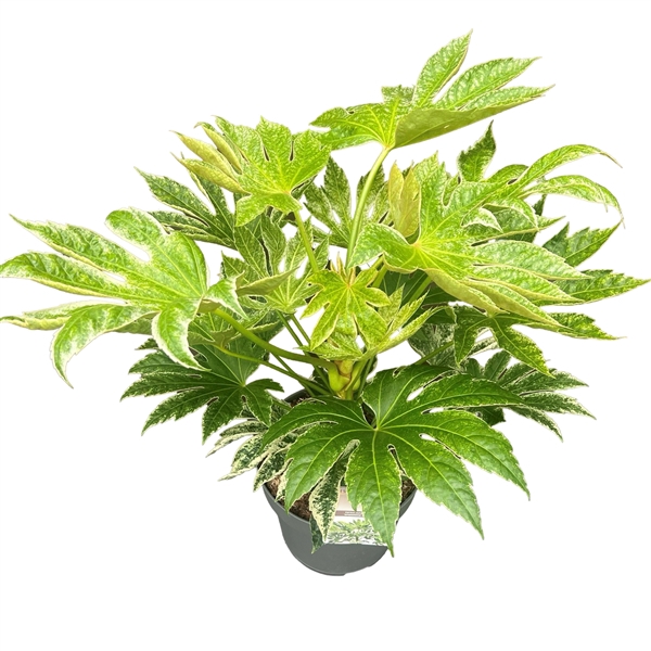 <h4>Fatsia jap. 'Spiderweb' sense</h4>