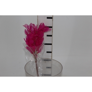 PLANTA SECA FOLHA ASA DE BARATA PINK 50CM