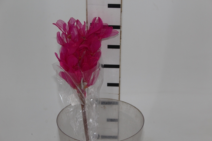 <h4>PLANTA SECA FOLHA ASA DE BARATA PINK 50CM</h4>
