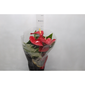 ANTHURIUM MICHIGAN P17 PREMIUM