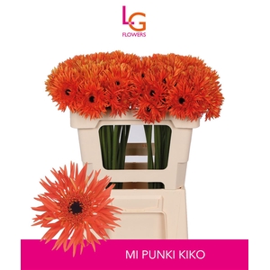 Germini Spider Punki Kiko Water