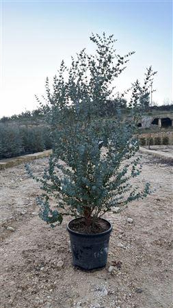 <h4>Eucal Gu Azura</h4>