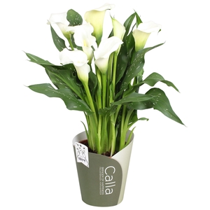 Zantedeschia Fresco SoHappyCalla wit met groene potcover