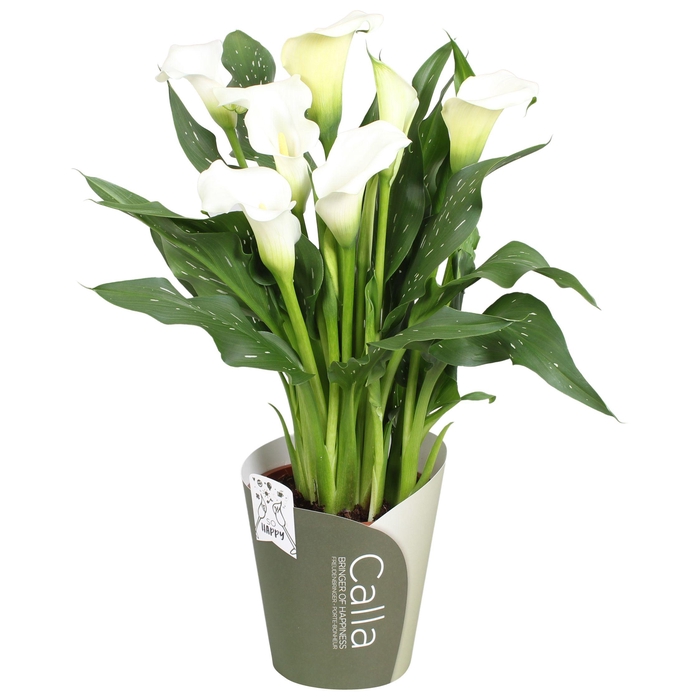 <h4>Zantedeschia Fresco SoHappyCalla wit met groene potcover</h4>