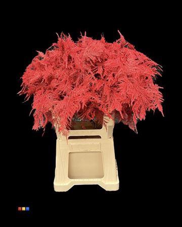 <h4>Asp Extra Red</h4>