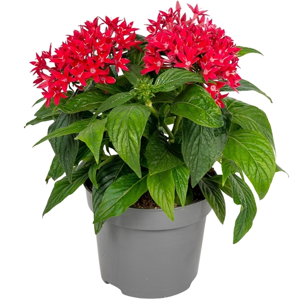<h4>Pentas lanceolata ''Graffiti Cranberry''</h4>