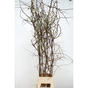 CHAENOMELES SUPERBA WHITE 200CM