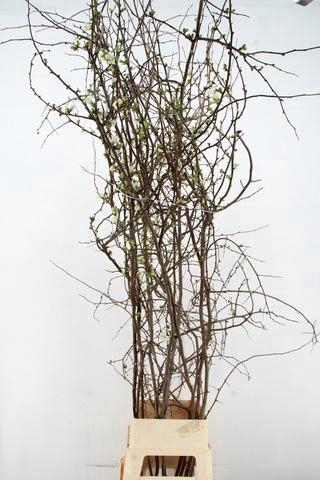 <h4>CHAENOMELES SUPERBA WHITE 200CM</h4>