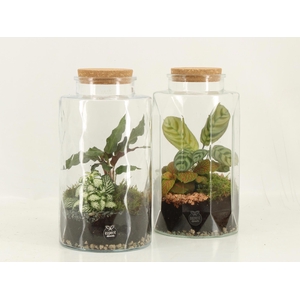 90870: Terrarium arrangement