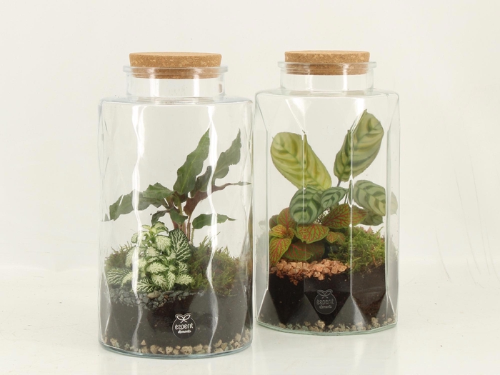 <h4>90870: Terrarium arrangement</h4>