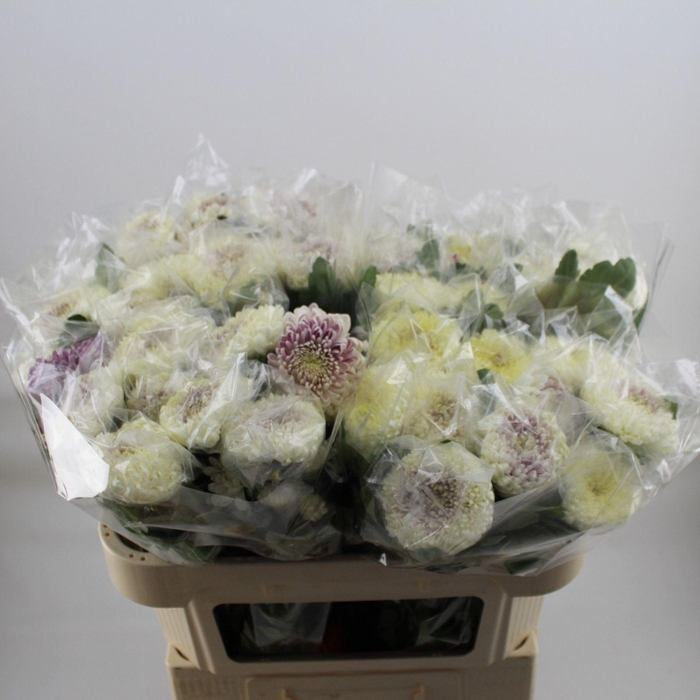 <h4>Chr g Gilbert Leigh Silver</h4>