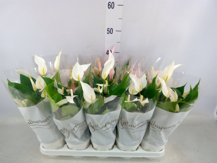 <h4>Anthurium andr.   ...</h4>