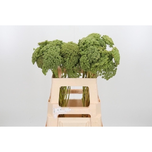 Ammi Majus Visnaga Zaad