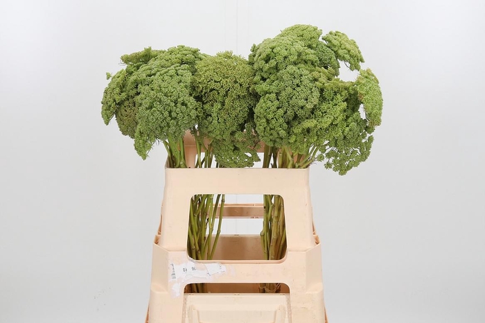 <h4>Ammi Majus Visnaga Zaad</h4>