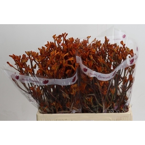 Kangaroo Paw Golden Girl