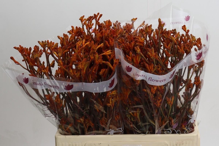 <h4>Anigozanthos Golden Girl</h4>