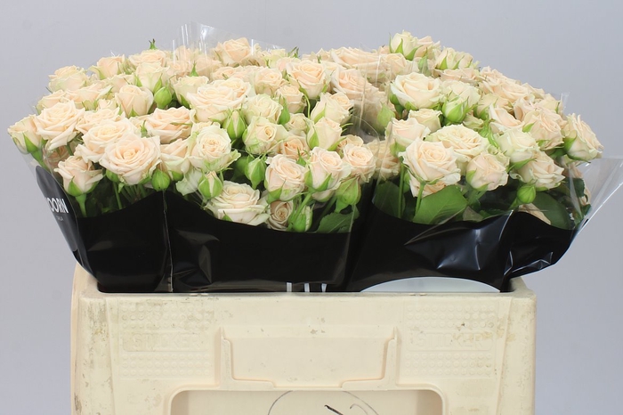<h4>Rosa Tr Tanja</h4>