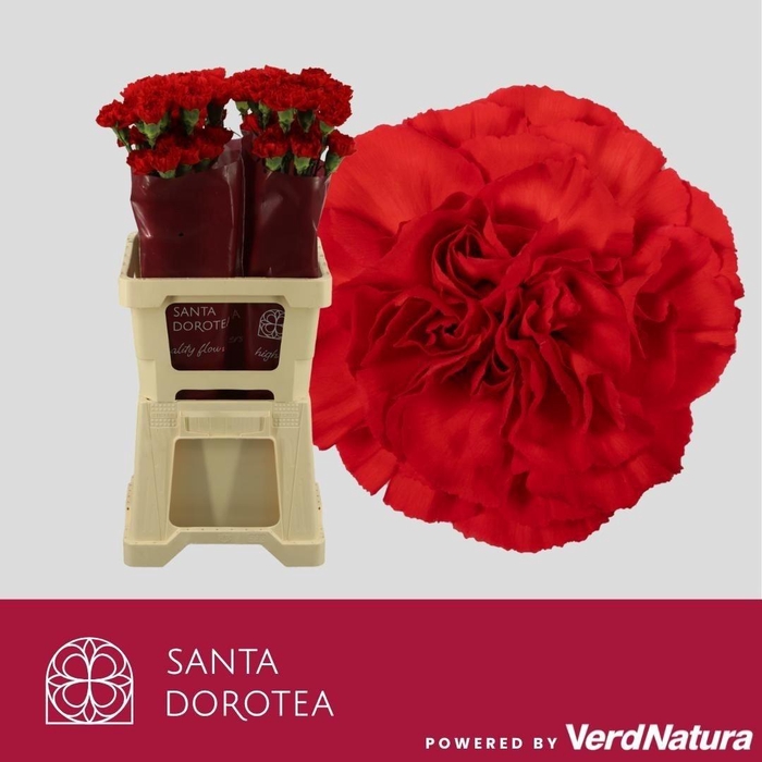 <h4>DI ST DON PEDRO</h4>