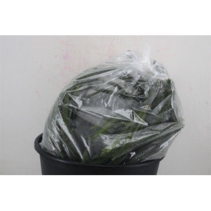 Araucaria Naturel P Bag