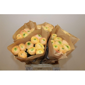 Ran Cloni Ex Pastello Succes