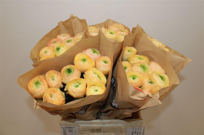 <h4>Ran Cloni Ex Pastello Succes</h4>