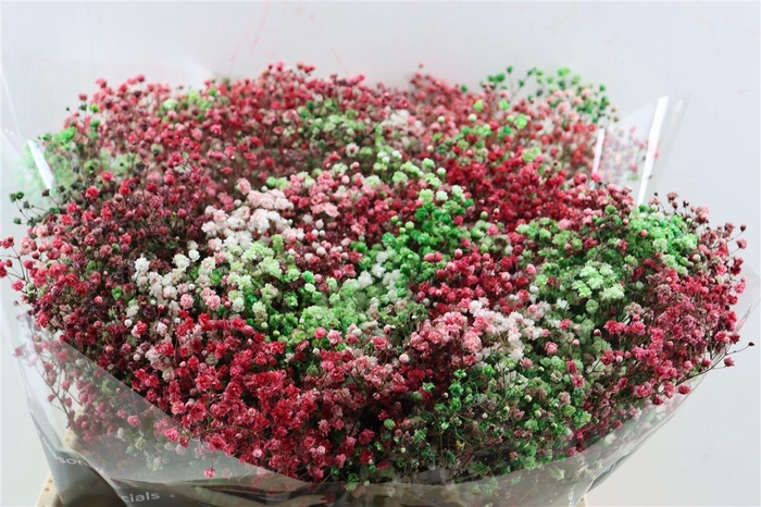 <h4>Gyps Pa. Rainbow Xmas</h4>