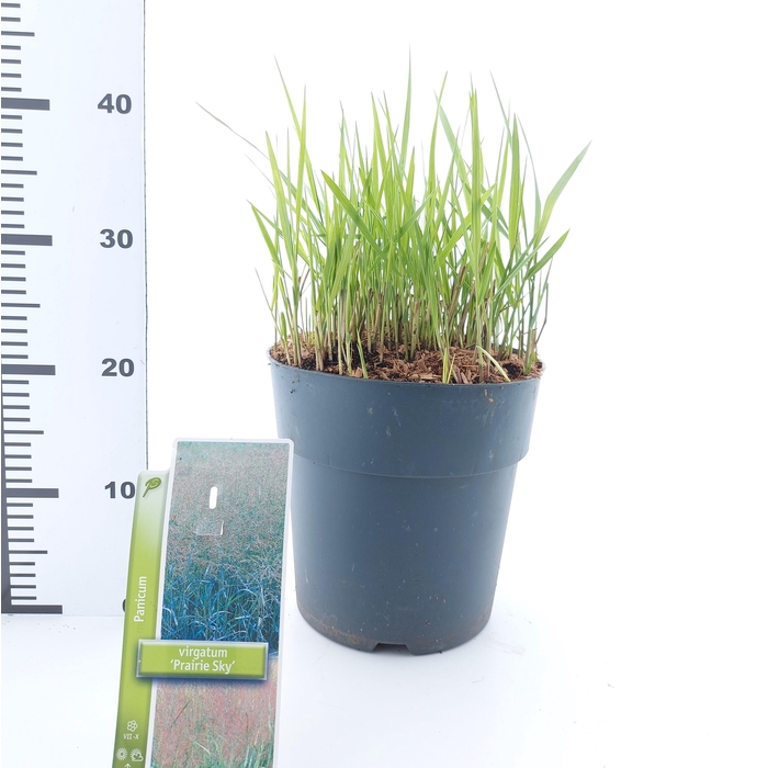 <h4>Panicum virgatum 'Prairie Sky'</h4>