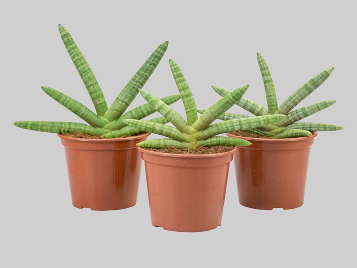 <h4>SANSEVIERIA BONCEL P14</h4>