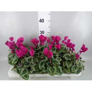 Cyclamen MD 'Rembrandt'