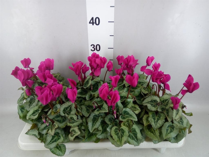 <h4>Cyclamen MD 'Rembrandt'</h4>