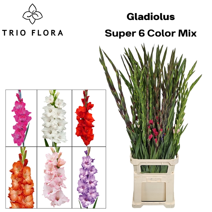 <h4>GLAD GR SUPER 6 COLOR MIX 998</h4>