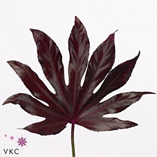 Aralia Blad Rood