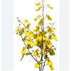 ONCIDIUM ALOHA CORTE