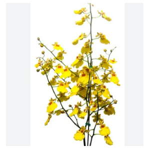 ONCIDIUM ALOHA CORTE