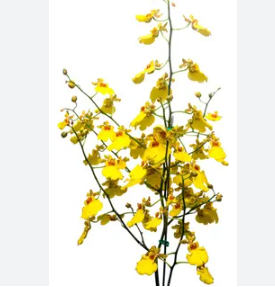 ONCIDIUM ALOHA CORTE