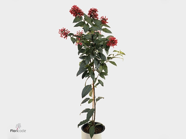 Cestrum   ...stam