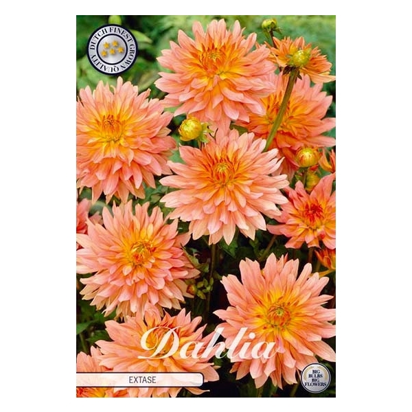 <h4>Dahlia Extase x1 I</h4>