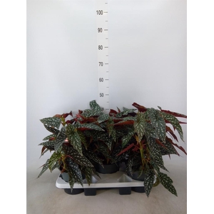 Begonia BD mac. 'Spotlight Green'