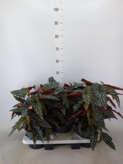 <h4>Begonia BD mac. 'Spotlight Green'</h4>