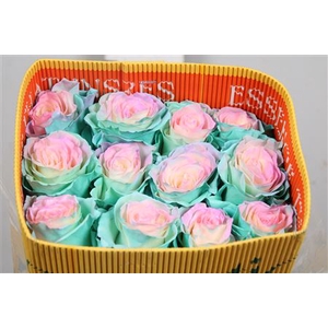 R Gr Hot Cotton Candy Ec