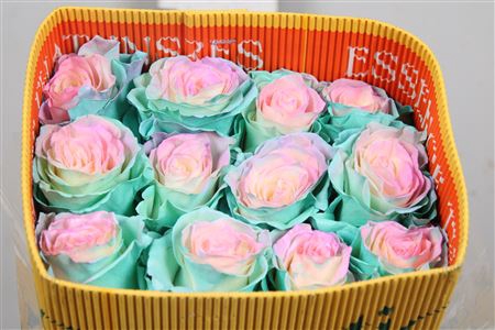 <h4>R Gr Hot Cotton Candy Ec</h4>