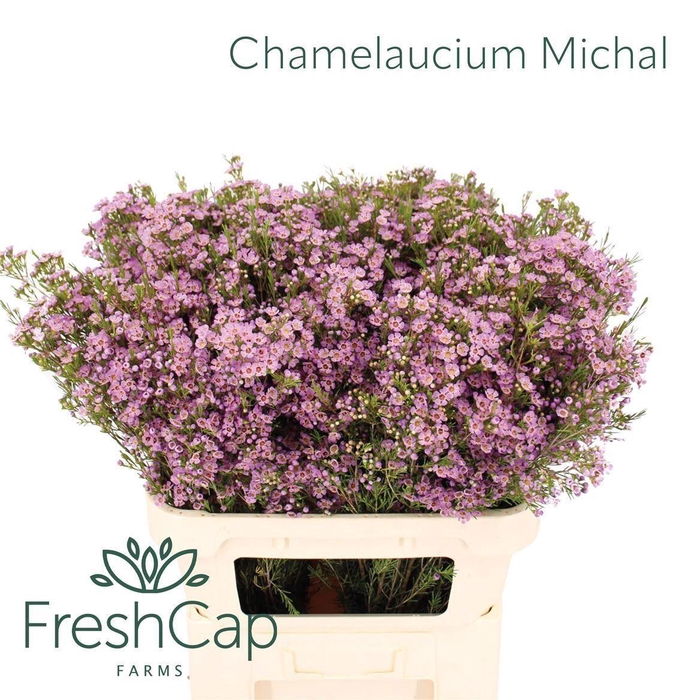 <h4>CHAMELAUCIUM UNCI. 'MICHAL'</h4>