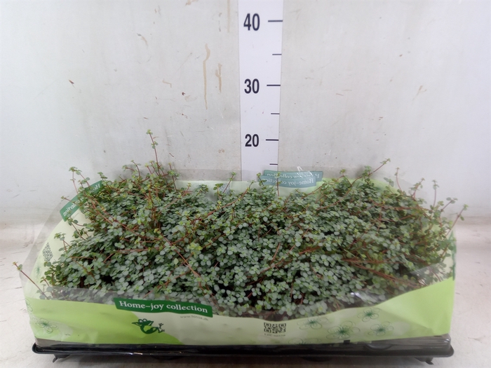 <h4>Pilea glaucophylla 'Greyzy'</h4>