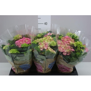 Hydrangea Early Rosa 6-7