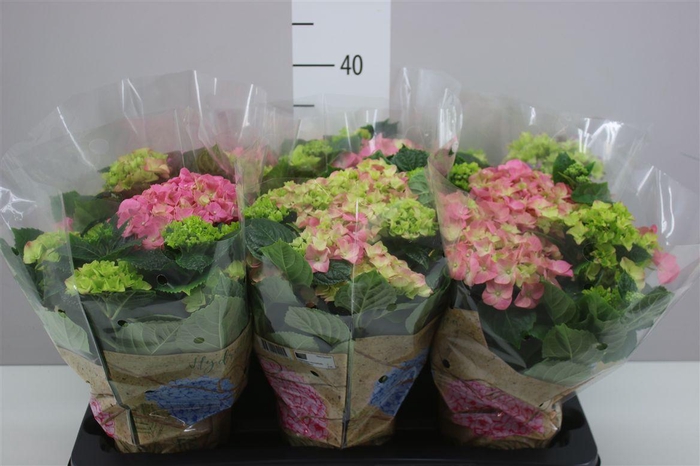 <h4>Hydrangea Early Rosa 6-7</h4>