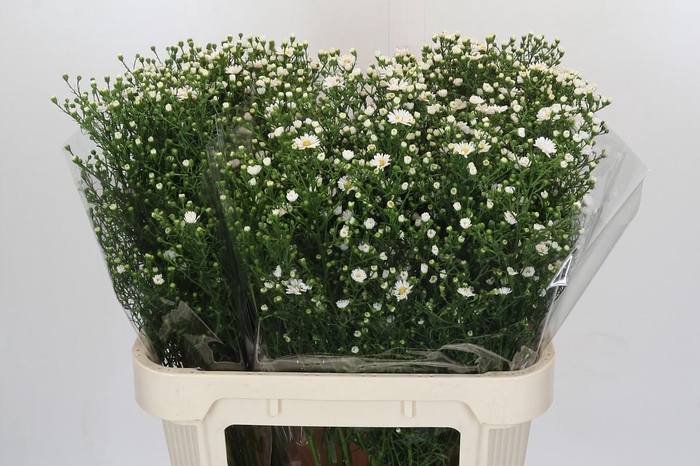 <h4>Aster Paquita</h4>